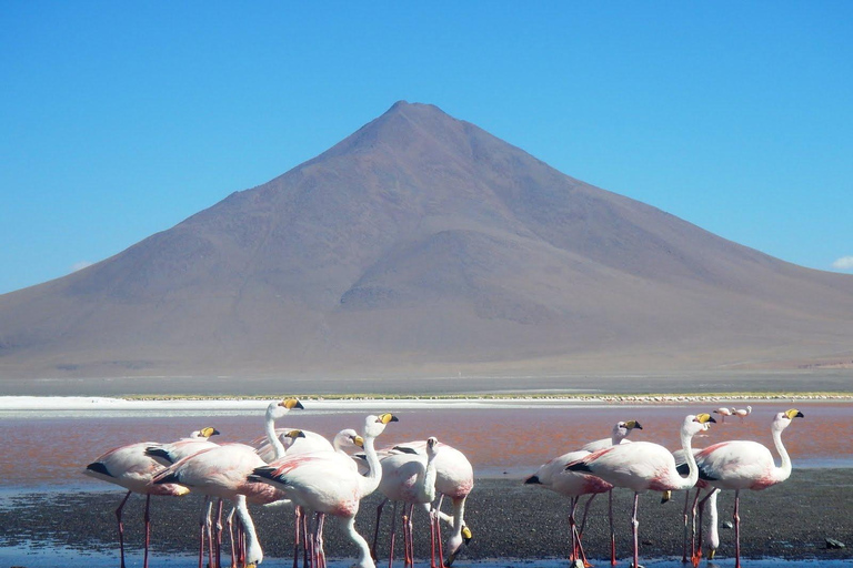 Laguna Colorada en Salar de Uyuni rondleiding van 3 dagen