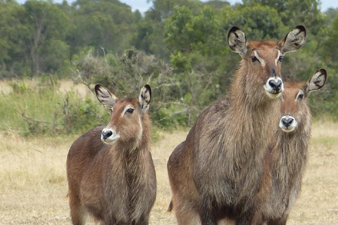 Nairobi: Ol Pejeta Conservancy Day Trip with Game Drives