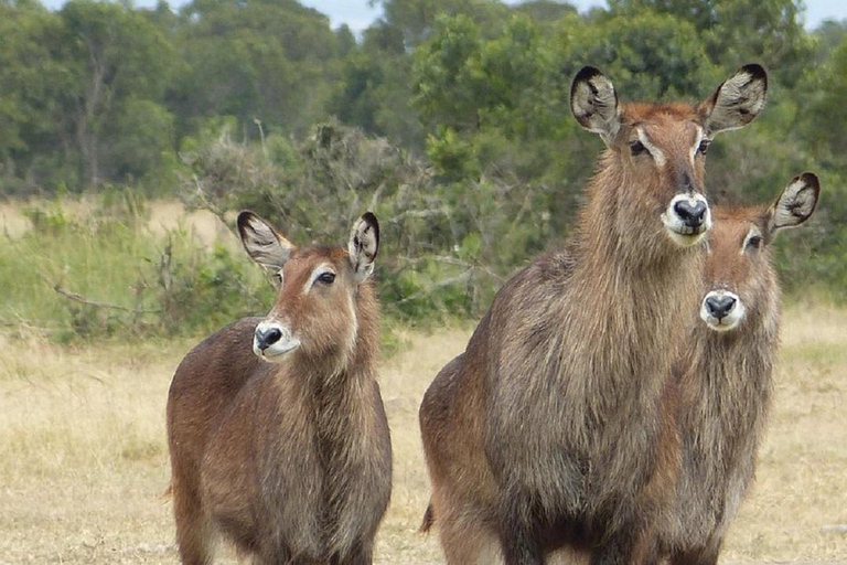 Nairobi: Ol Pejeta Conservancy Day Trip with Game Drives