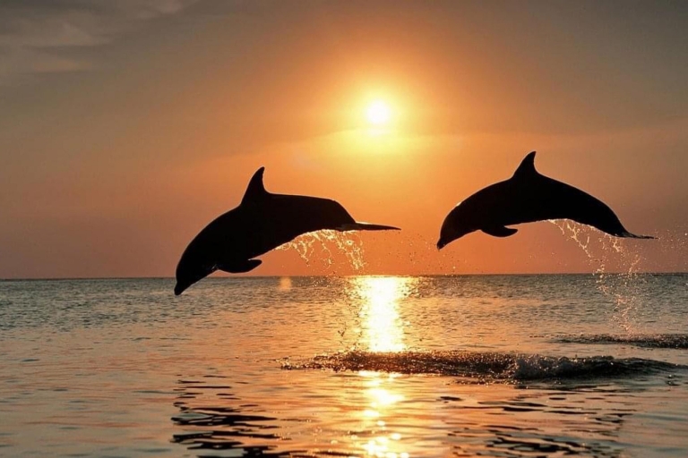 Beste Lovina Sonnenaufgang Delfinbeobachtungstour