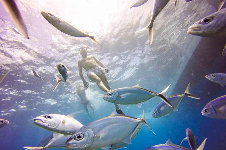 Aventure de plongée sous-marine à Catalina Le mur et l&#039;aquarium