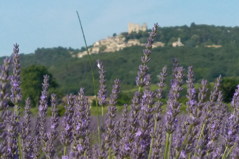 departing from Avignon, Classic lavender tour au depart d'Avignon, Classic lavender tour