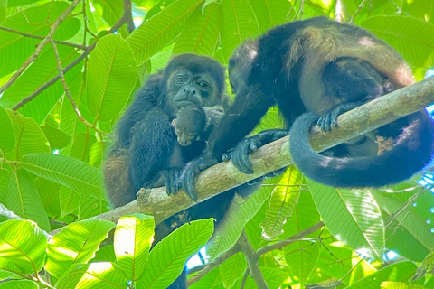 Manuel Antonio Park: Guided Walking Tour with a Naturalist Private Tour