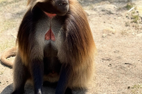 From Addis: Blue Nile Gorge, Baboons & Waterfalls