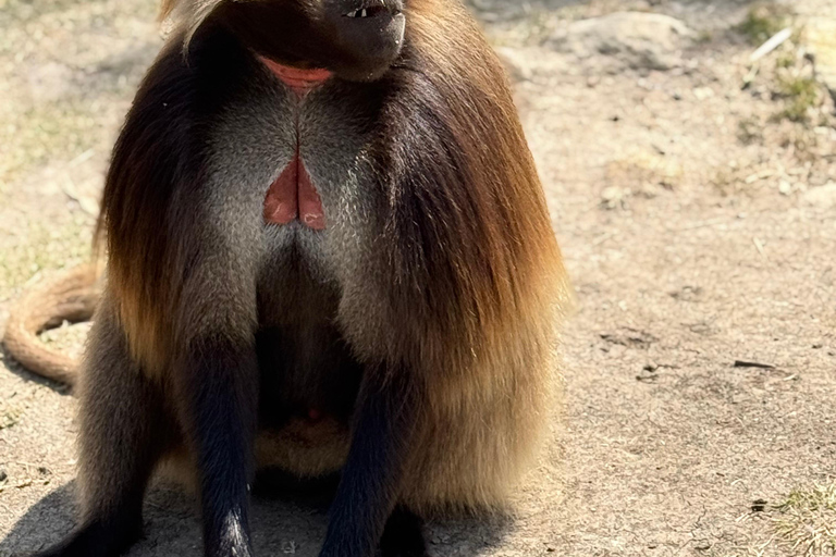 From Addis: Blue Nile Gorge, Baboons & Waterfalls