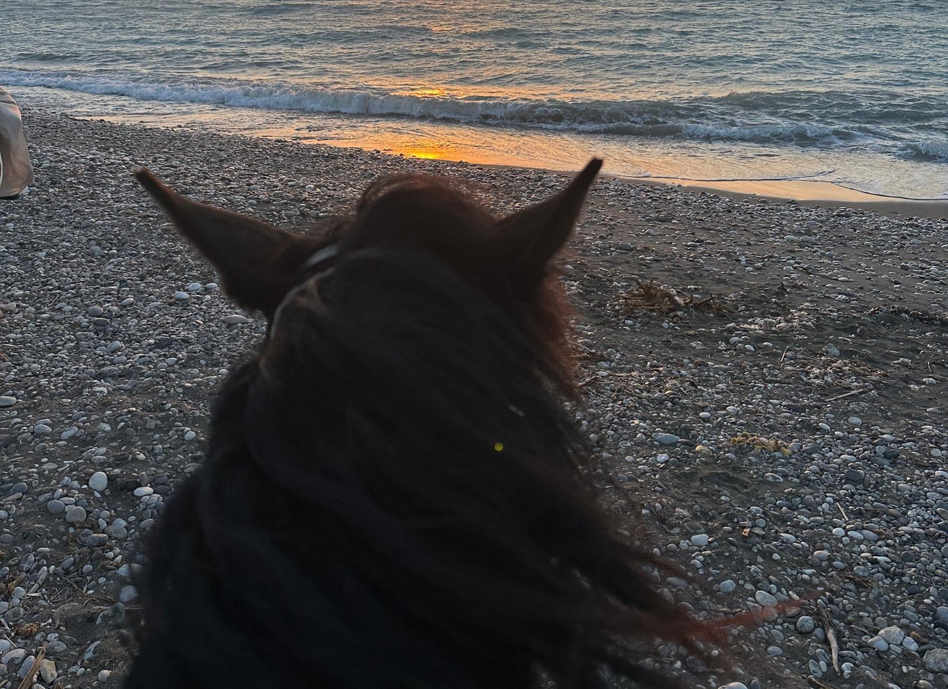 Rhodos: Ridetur på hesteryg med digitale fotos