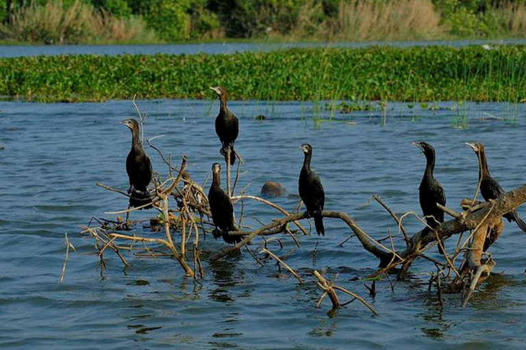 Muthurajawela Bird Watching Boat Tour & Colombo City Tour Tour from Bentota, Ahungalla, Hikkaduwa