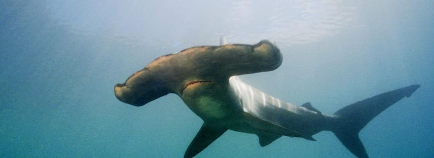 Golfe de Hauraki : sortie de plongée « Hammerhead Experience »