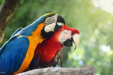 Tambopata: Lago Sandoval y Collpa de Loros 3 Días