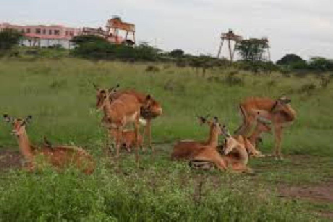 Nairobi; Excursión en vehículo por el Parque Nacional con servicio de recogida