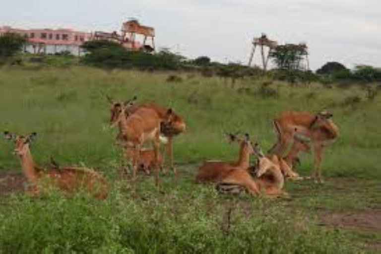 Nairobi; wycieczka po parku narodowym z odbiorem z hotelu