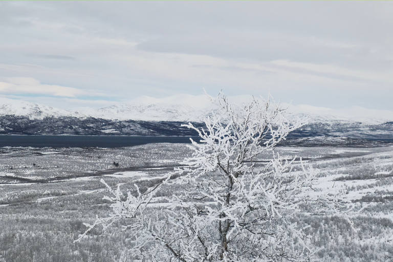 Abisko: Arctic Morning - Snowshoes Experience