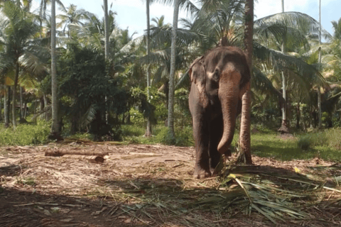 Bentota Village tour By Tuk Tuk