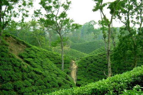 Da Sylhet: Tour di 4 giorni dei giardini del tè e della foresta pluviale di Srimangal