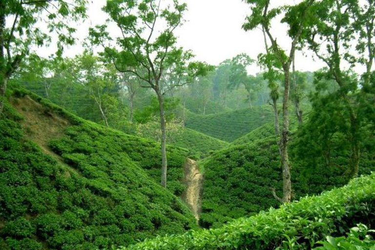 De Sylhet: Srimangal Tea Garden &amp; Rainforest - Excursão de 4 dias