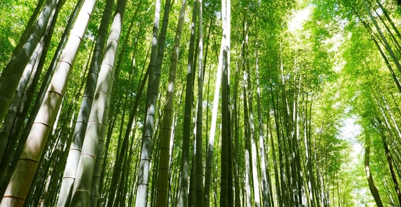 Osaka: Arashiyama, Kiyomizu-dera, and Katsuo-ji Day Trip