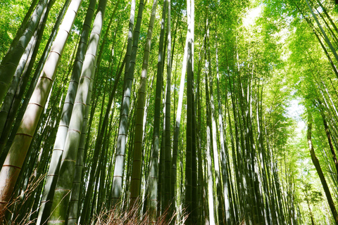 Kyoto: Nara, Fushimi Inari, and Arashiyama Day Trip