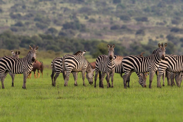 Akagera Wildlife Photography Safari: Big Five & Boat Cruise