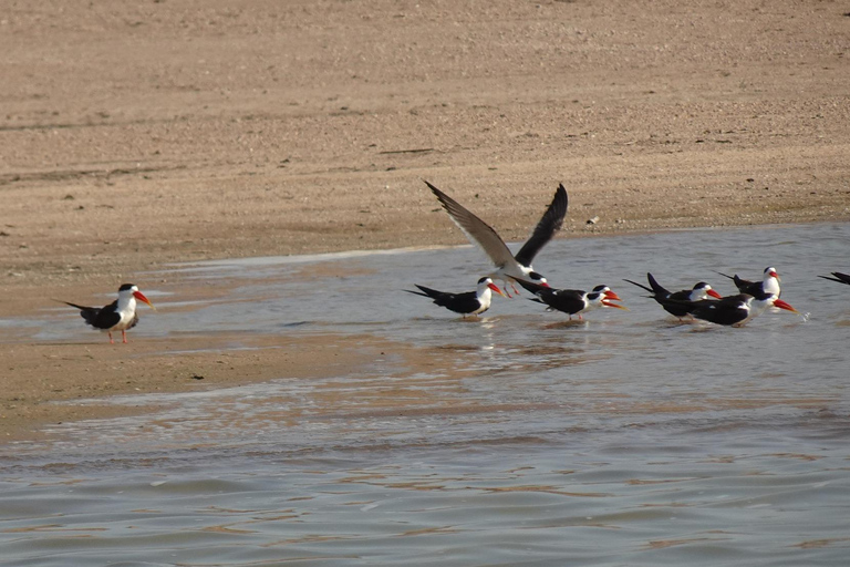 From Agra: Day Trip to Chambal River Safari with Lunch