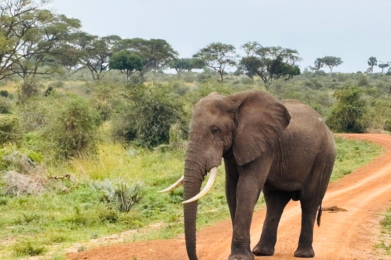 Uganda: Queen Elizabeth National Park 3-Day Safari Tour