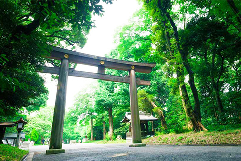 Tokyo: Tour guidato a piedi di Shibuya con una guida locale, Santuario di Meiji