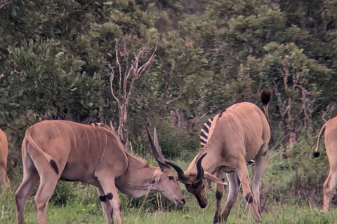 Arusha: 4 giorni di safari nel Serengeti e nel cratere del NgorongoroSafari privato