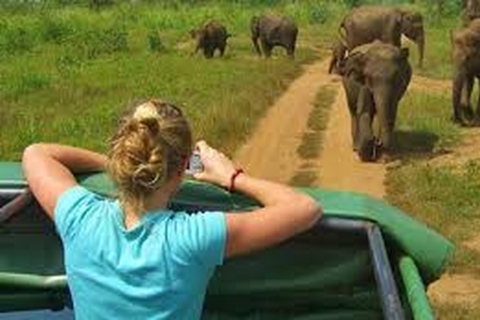 Van:Galle/Mirissa Transfer naar Ella met Udawalawe Safari