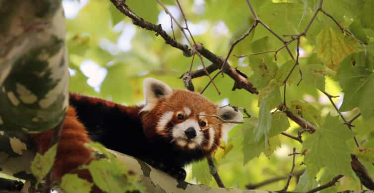 Amsterdam: ARTIS Amsterdam Royal Zoo Entry Ticket photo 4