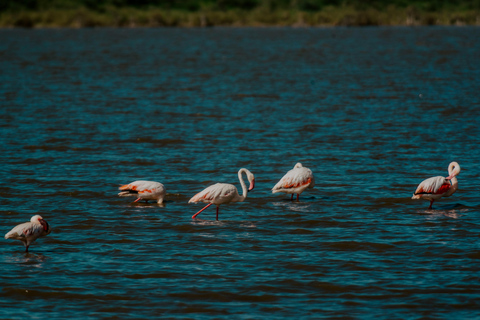 Arusha: 2-Day Lake Manyara & Ngorongoro Crater Safari