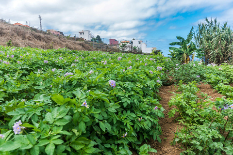 Tenerife: Canary History and Color Potatoes