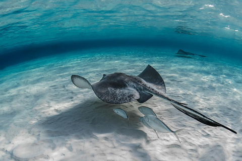 De Hurghada: Cruzeiro de mergulho com snorkel na Ilha Orange com almoço