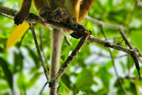 Galle: Koggala River Boat Safari with Monkeys Birds & Nature