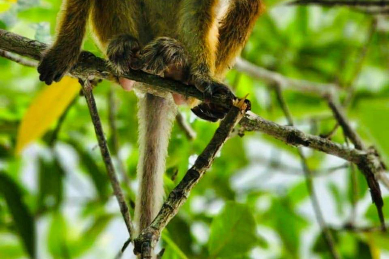 Galle: Koggala River Boat Safari with Monkeys Birds & Nature