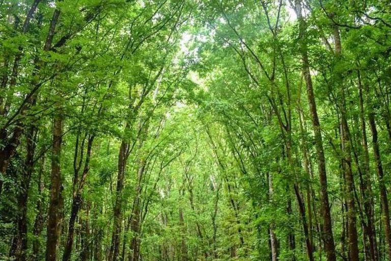 From Cebu: Bohol Countryside Tour Day Trip with Buffet Lunch