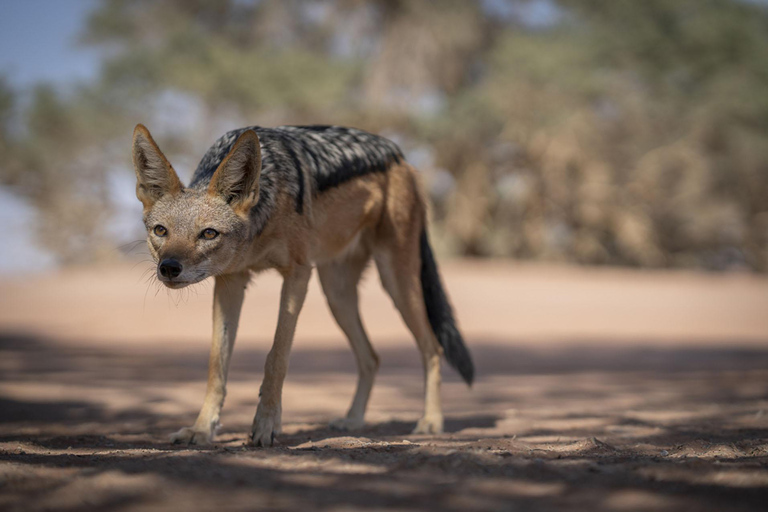 From Windhoek: 6-Day Namibia Safari with Lodging & Meals
