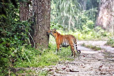 From Kathmandu/Pokhara: Chitwan Jungle Safari 2/3/4-Day Tour From Kathmandu/Pokhara: Chitwan Jungle Safari 4-Day Tour