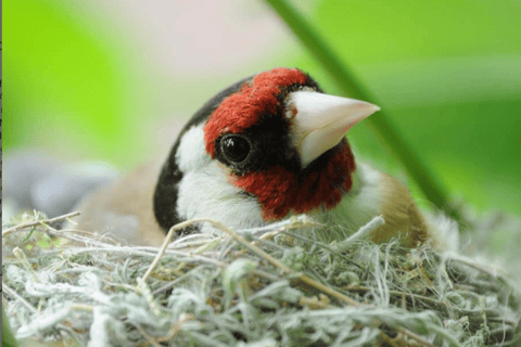 From Yerevan: Armenia 3-Day Bird Watching & Hiking Adventure