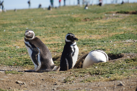 Punta Arenas: Ilha Magdalena - Passeio com pinguins e farol
