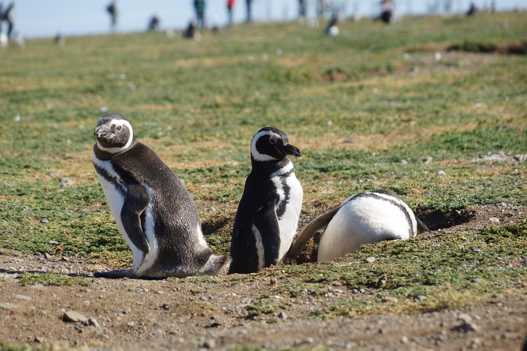Punta Arenas: Ilha Magdalena - Passeio com pinguins e farol