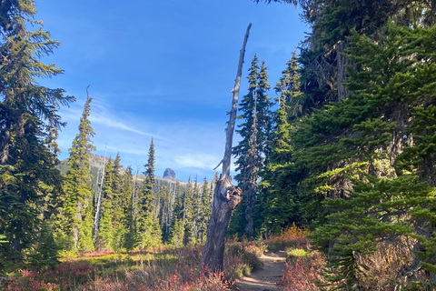 Vancouver/Squamish: Garibaldi Park Panorama Ridge Hike