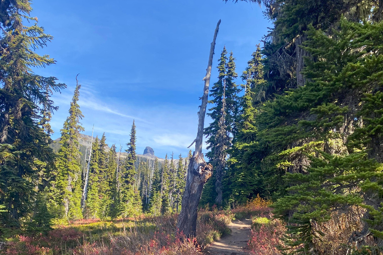 Vancouver/Squamish: Garibaldi Park Panorama Ridge Hike