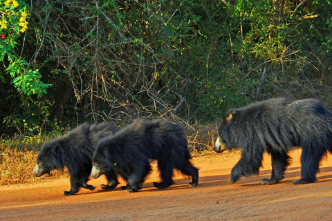 From Colombo: Wilpattu Leopard Safari Private Tour Wilpattu Leopard Safari Private Day Tour