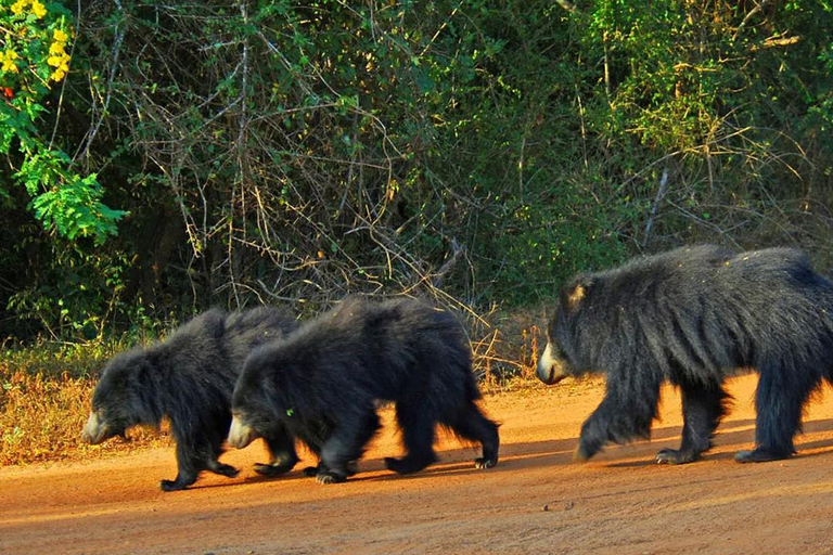 From Colombo: Wilpattu Leopard Safari Private Tour Wilpattu Leopard Safari Private Day Tour
