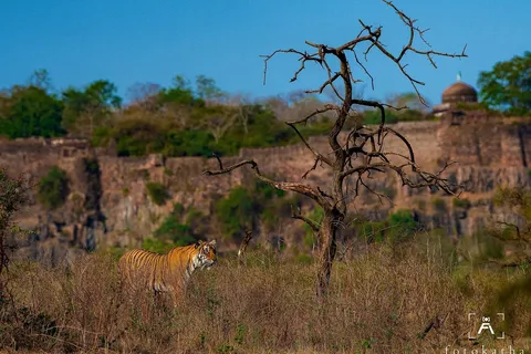 De Agra: Viagem de 1 dia à Reserva de Tigres de Ranthambore