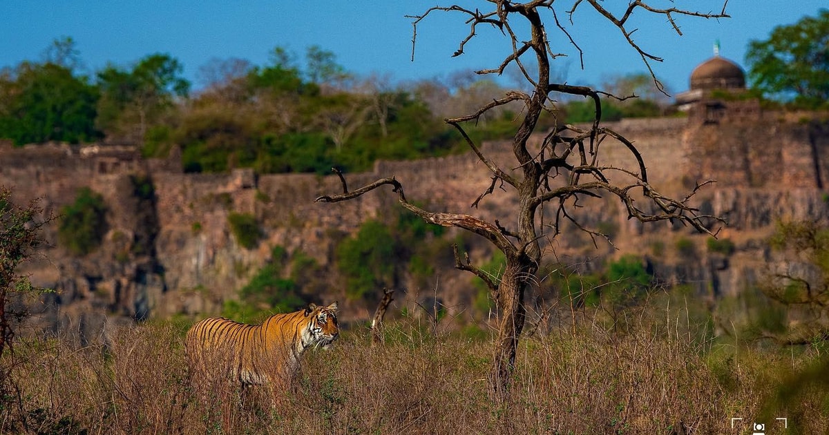 Ranthambore National Park Day Trip With Safari | GetYourGuide
