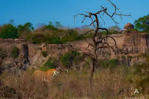 From Agra: 2 Days Trip To Ranthambore Tiger Reserve