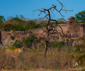 Vanuit Agra: 2 Dagen Trip Naar Ranthambore Tijgerreservaat