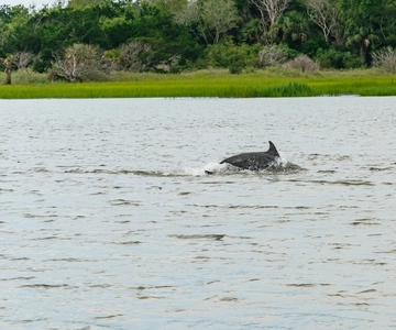 Savannah: Tybee Island Dolphin Tour