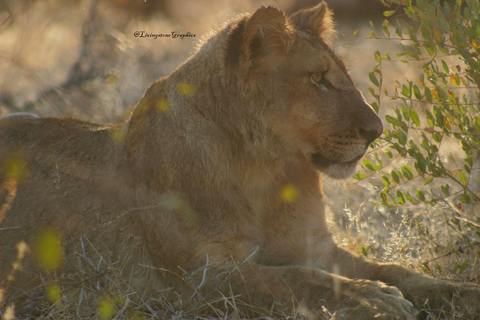 Chobe Ganztagessafari mit Victoria Falls Sunrise Tour Combo