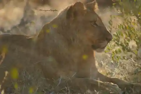 Chobe Full day Safari with Victoria falls Sunrise Tour Combo